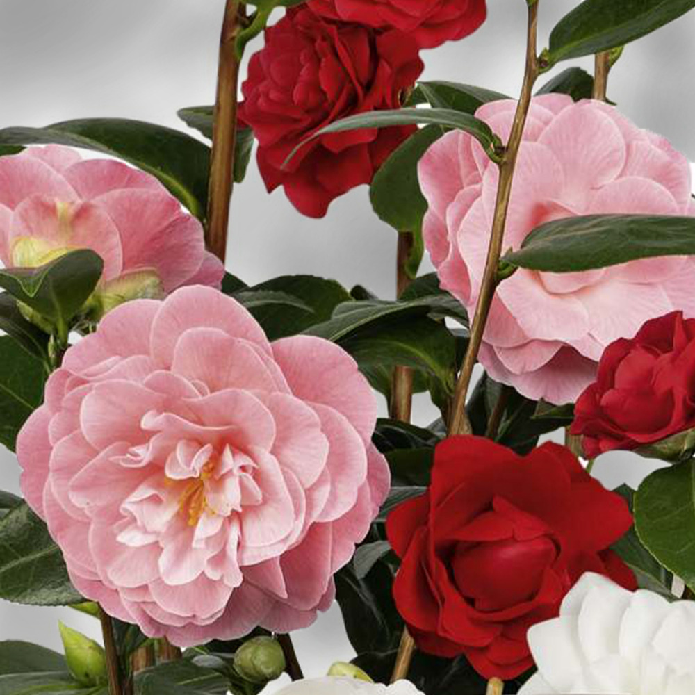Camélia du japon - camellia three sisters pot de 6l/7l