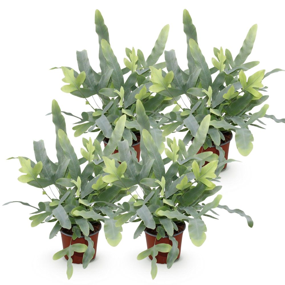 Phlebodium aureum blue star - pet-friendly - pot de 12cm - hauteur 25-30cm