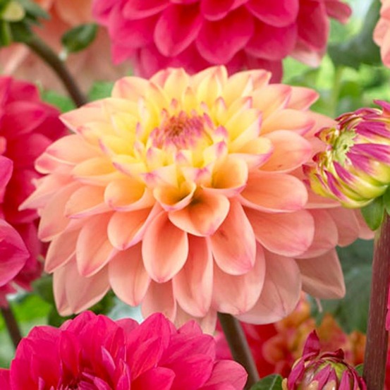 Dahlia princesse elisabeth - 2 bulbes