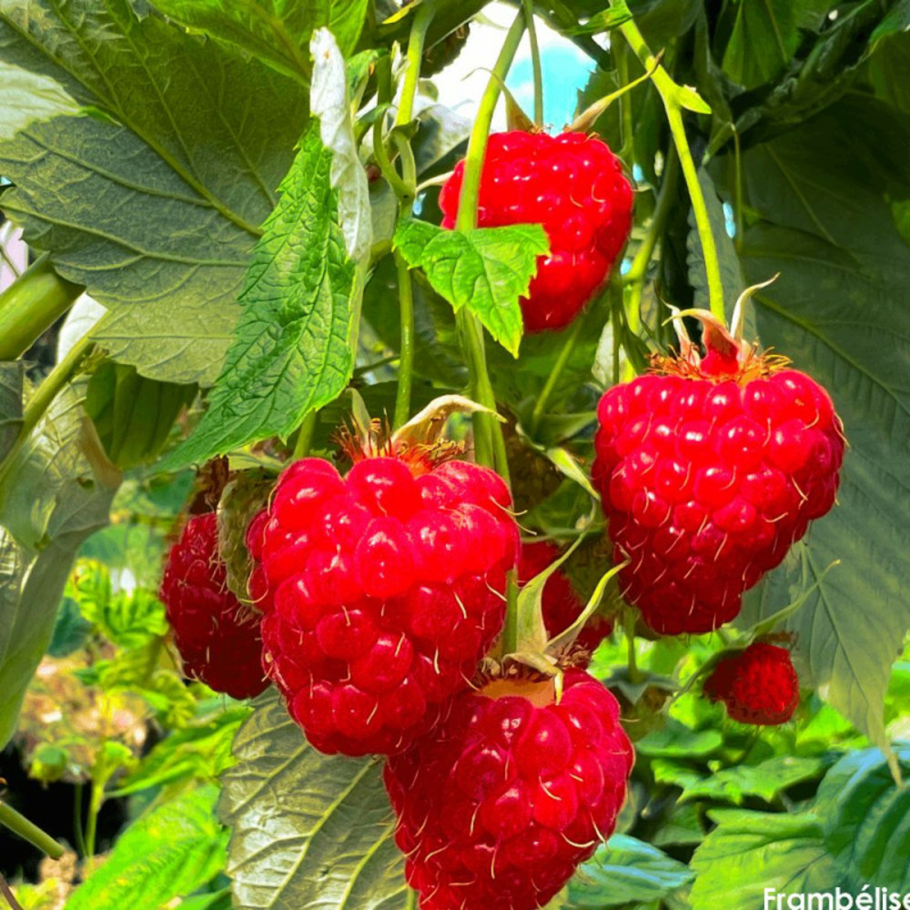 Framboisier frambélise® pot de 3l - 30/60 cm