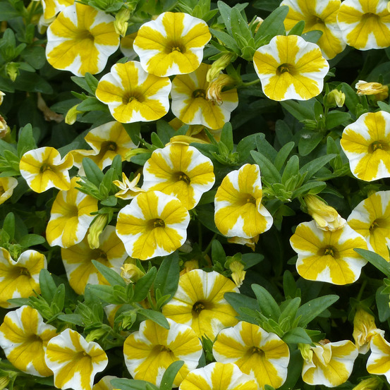 Mini pétunia 'superbells lemon slice' mini-motte ø 3/4 cm, plant vert de 5 à 10 cm de haut (par 5)