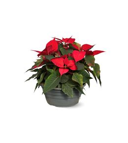 Poinsettia coupe - plante d'intérieur - ↕ 30-40 cm - ⌀ 25 cm - étoile de noël