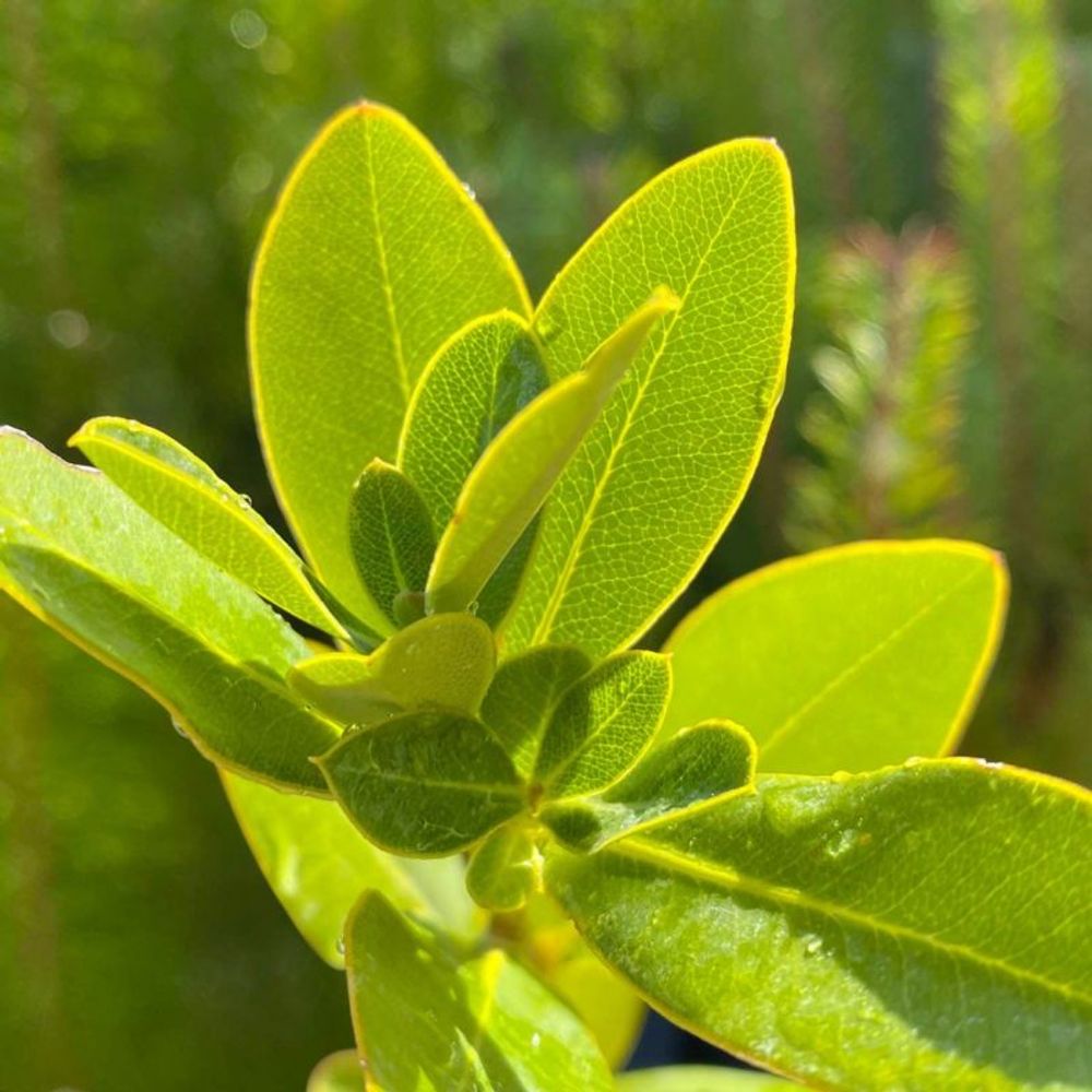 BuplÃšvre Ligneux (Bupleurum 'Fruticosum')âŠ
