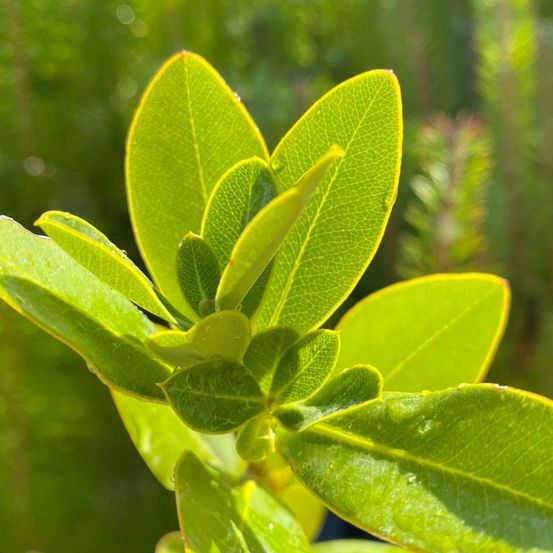 BuplÚvre Ligneux (Bupleurum 'Fruticosum')âŠ