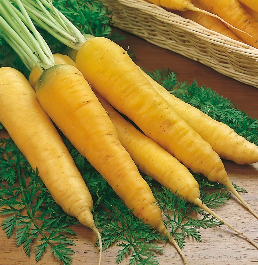 Carotte fourragere jaune obtuse du doub - 20 g