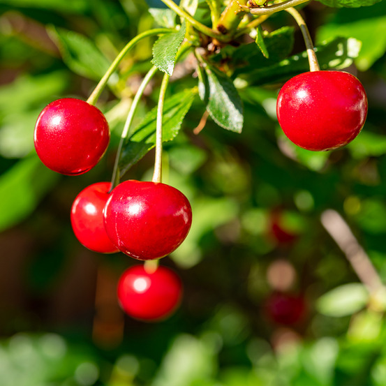 Cerisier nain 'maynard' motte