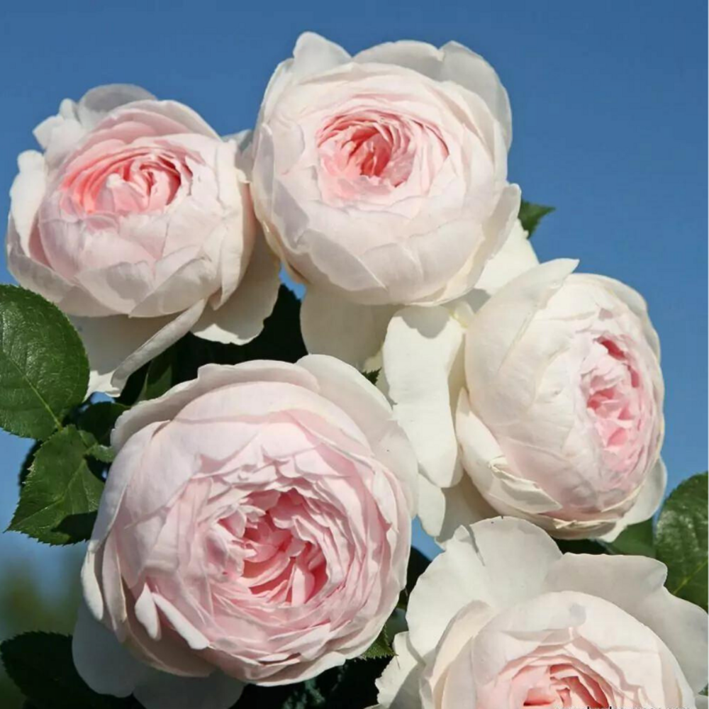 Rosier blanc très parfumé herzogin christiana floribunda en pot 3l