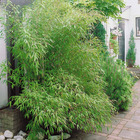 Bambou traçant à chaumes verts, le pot / 2l / hauteur livrée 40-50cm