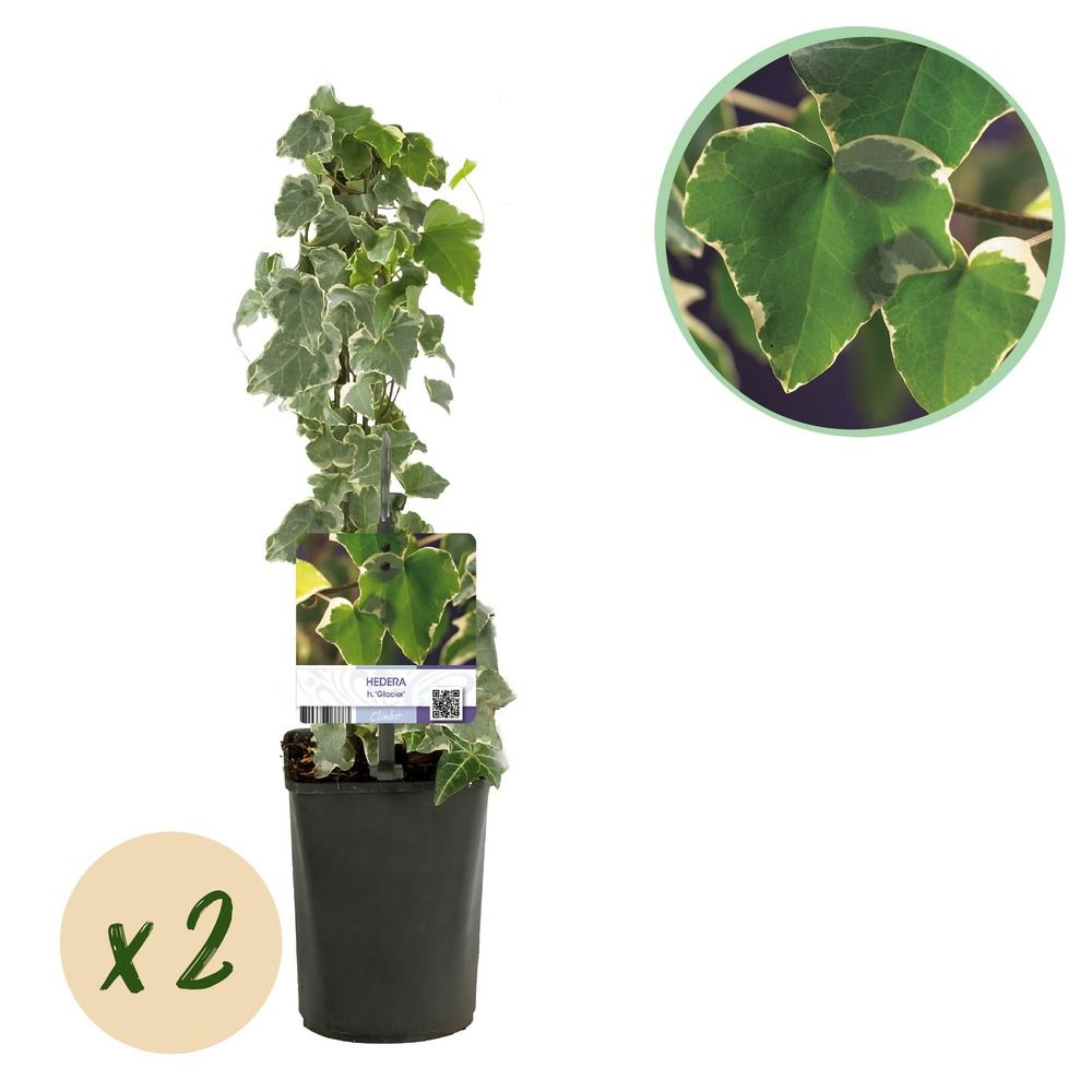Lierre 'glacier' - pot 11 cm - hauteur 40 cm