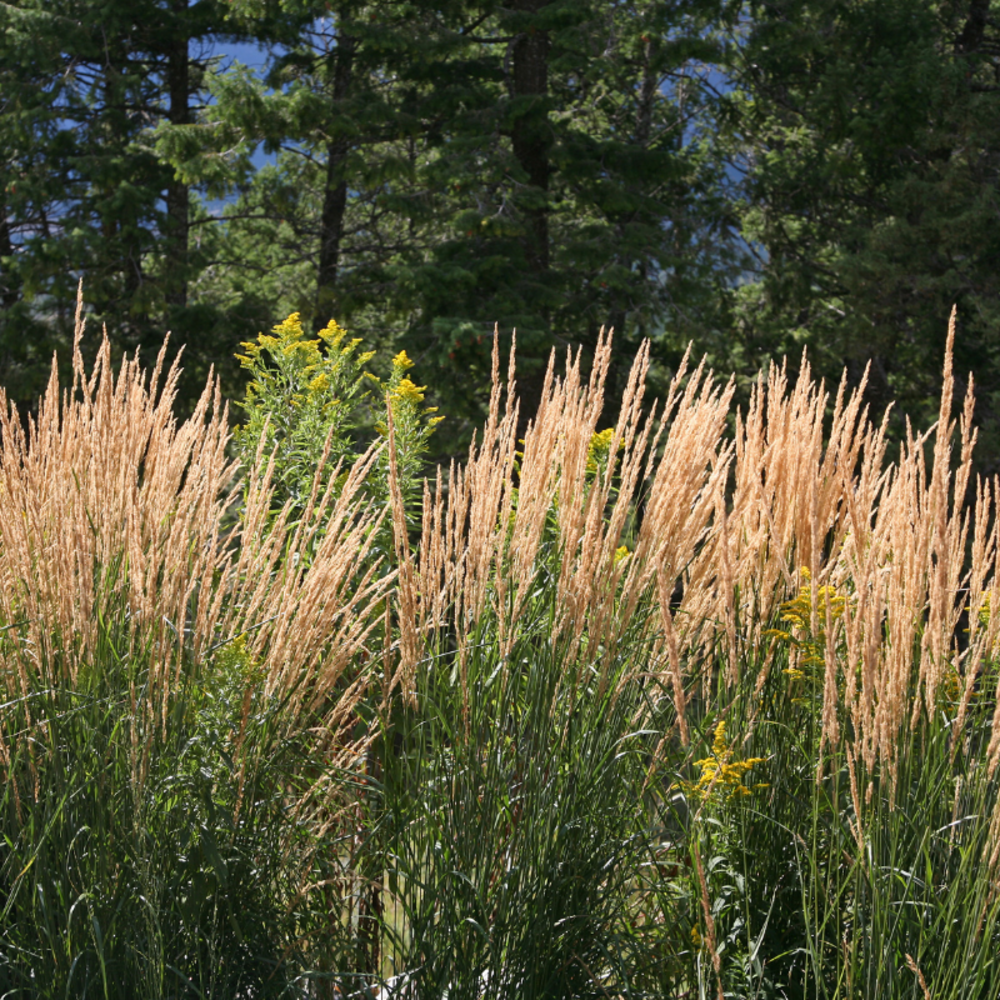 Calamagrostis karl foerster - calamagrostis × acutiflora karl foerster20/30 cm godet 9cm