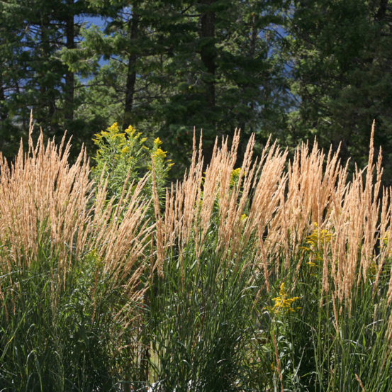 Calamagrostis karl foerster - calamagrostis × acutiflora karl foerster20/30 cm godet 9cm