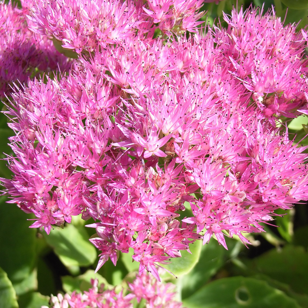 Orpin 'carmen' godet de 7/8 cm