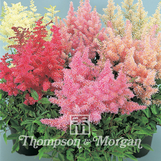 Astilbe d'arends 'showstar' le sachet de 15 graines environ