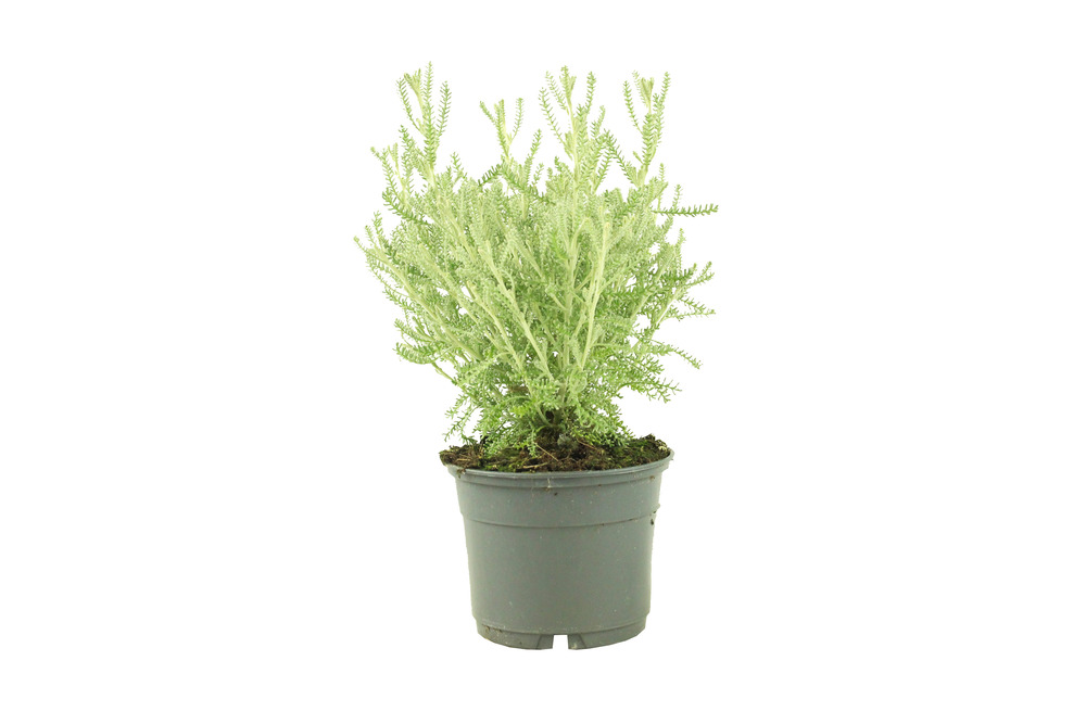 Santoline grise pot 10,5 cm