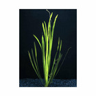Plante aquatique : Vallisneria Spiralis en pot
