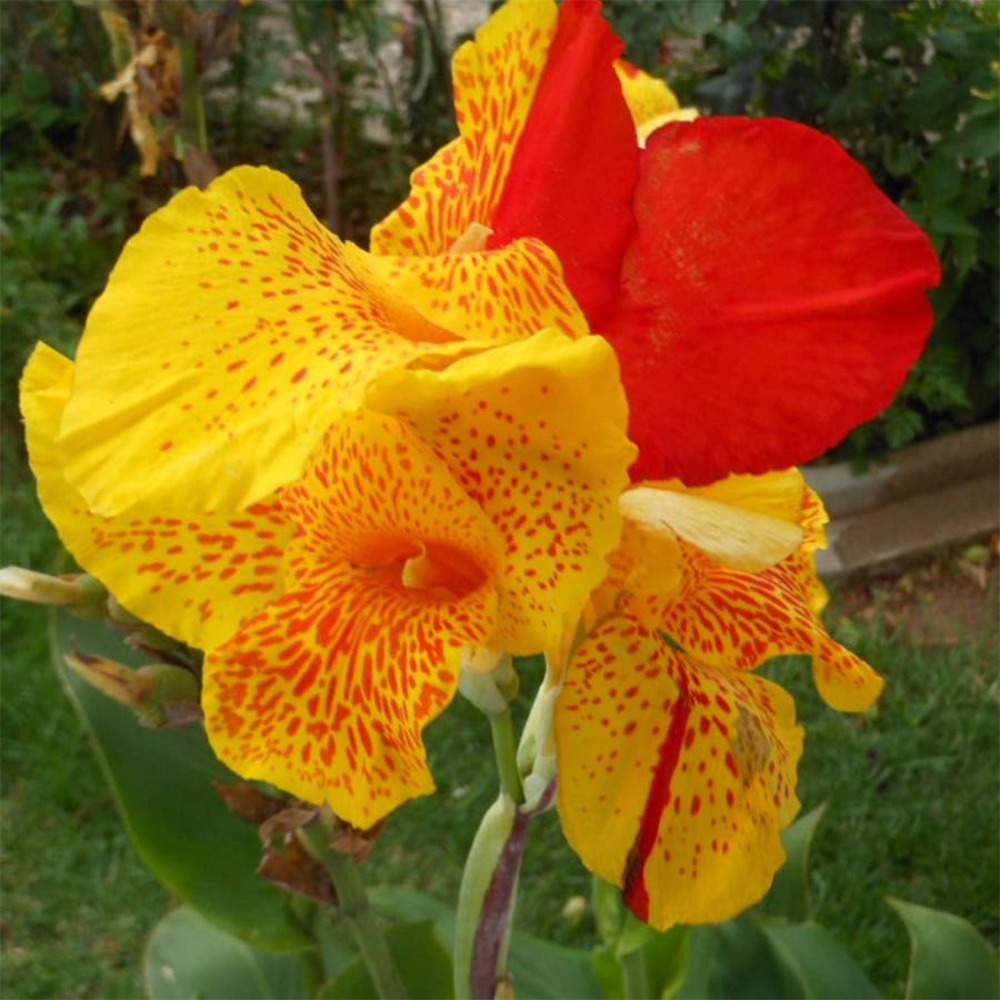 Canna 'cleopatra ' bulbe calibre i (par 3)