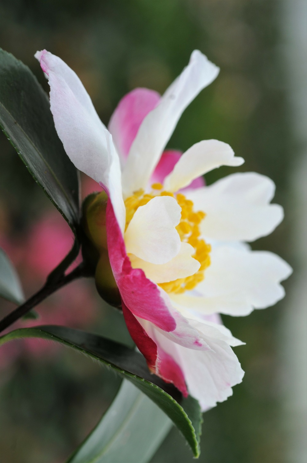 Camélia 'susan' - en pot de 1 litre