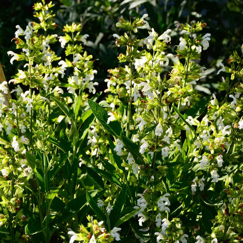 Sauge officinale 'albiflora' godet de 8/9 cm