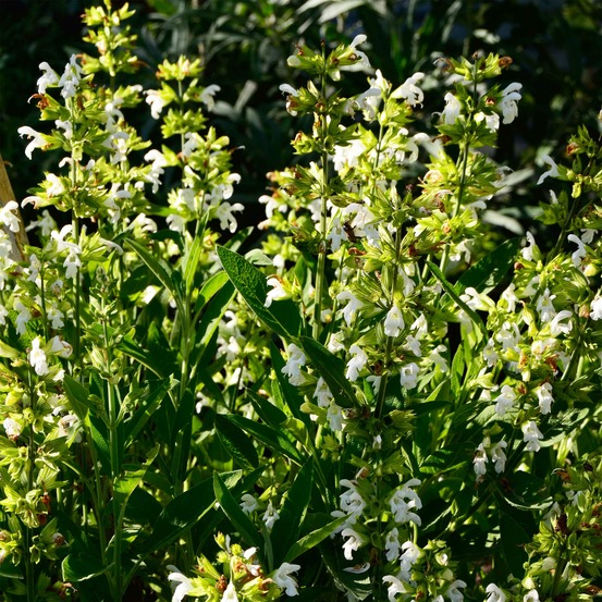 Sauge officinale 'albiflora' godet de 8/9 cm