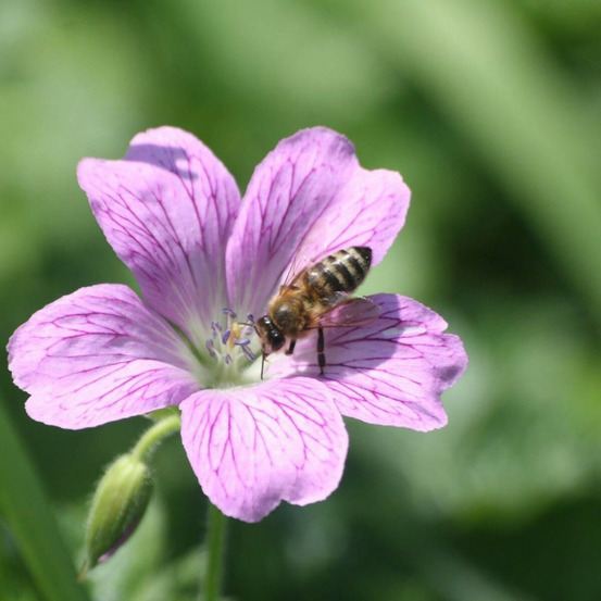 Géranium vivace endressi lot de 9 godets