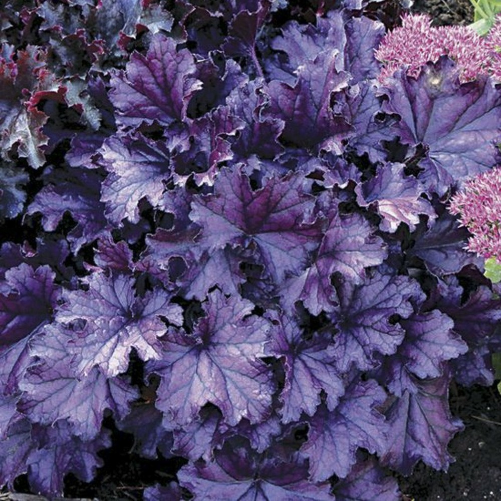Heuchère 'forever purple' godet de 8/9 cm