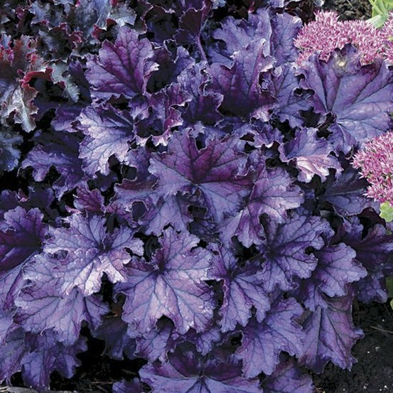 Heuchère 'forever purple' godet de 8/9 cm