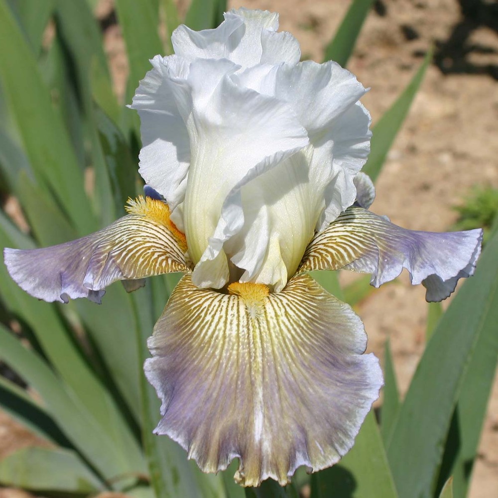 Iris des jardins 'ciel gris sur poilly ' godet de 8/9 cm