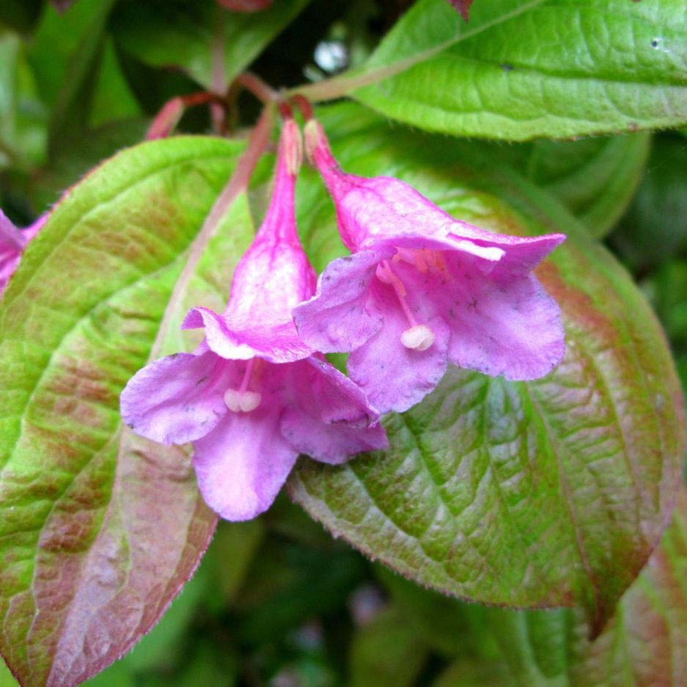 Weigela 'wings of fire' godet de 8/9 cm