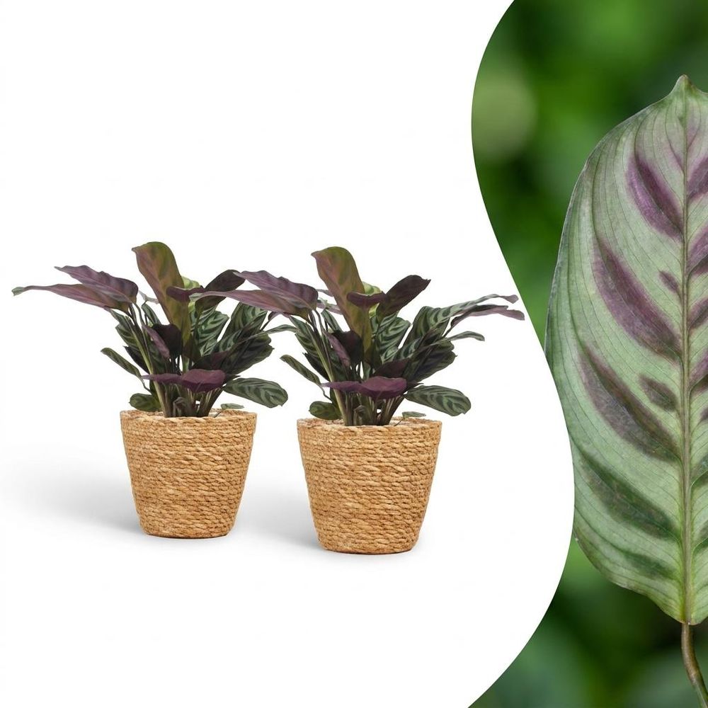 Ctenanthe burle marxii - plante dormeuse - arête de poisson - pot de 12cm