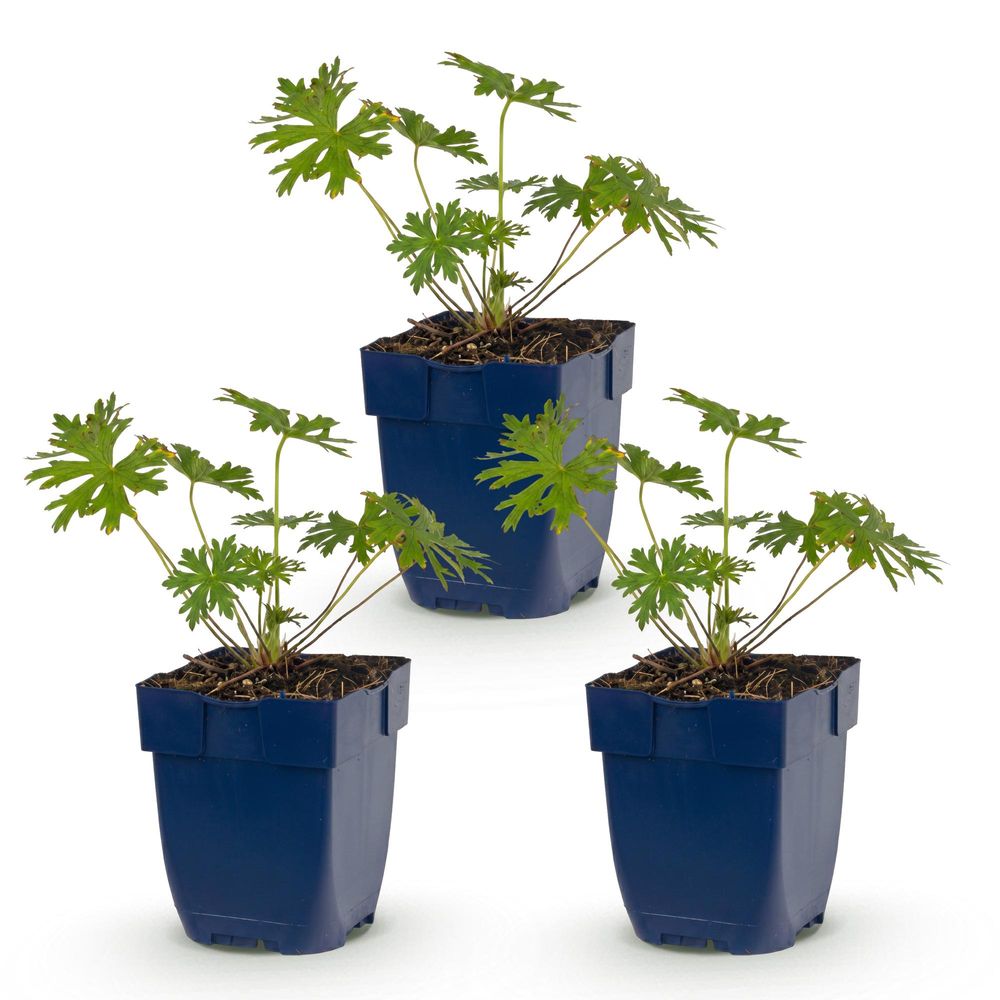 Géranium vivace 'johnson's blue' - lot de 3 - pot 11 cm - hauteur 25 cm
