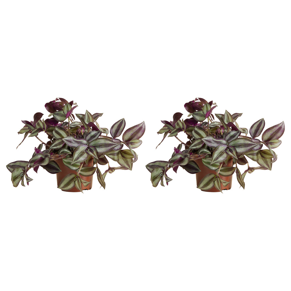 Lot de 2 tradescantia ‘violet hill’ - plante suspendue - 10-20 cm - pot 12 cm