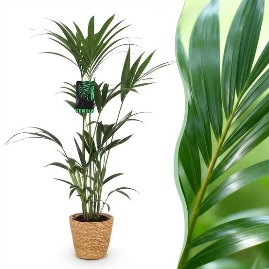 Howea forsteriana - kentia palm - pot de 21cm - hauteur 120-130cm - plantes d'intérieur