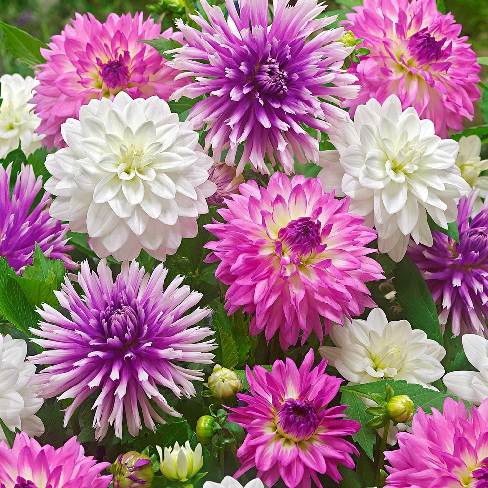 5 dahlias all summer long en mélange - le sachet de 5 bulbes / calibre i
