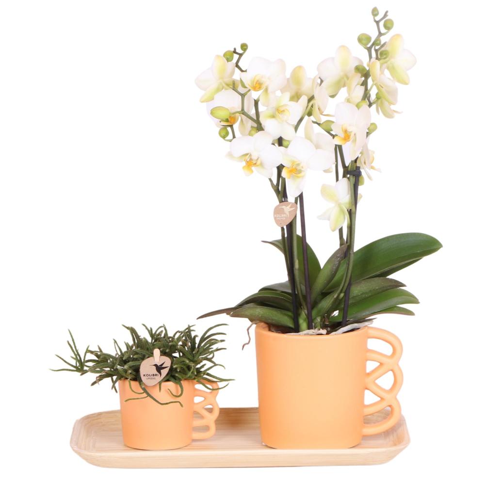 Kolibri company - ensemble orchidée blanche et rhipsalis sur plateau en bambou