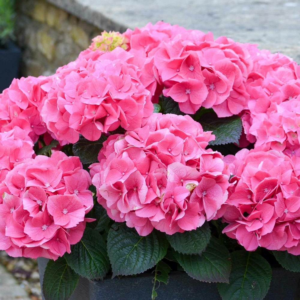 Hortensia rosita - le pot / 1.5l / hauteur livrée 20-25cm