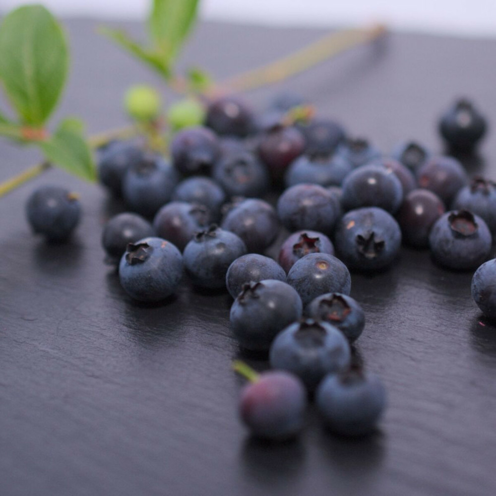 Myrtille brigitta pot de 1l - 10/30 cm