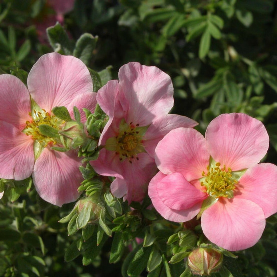 Potentille arbustive lovely pink ® 'pink beauty', potentilla pot de 7,5l - 60/80 cm