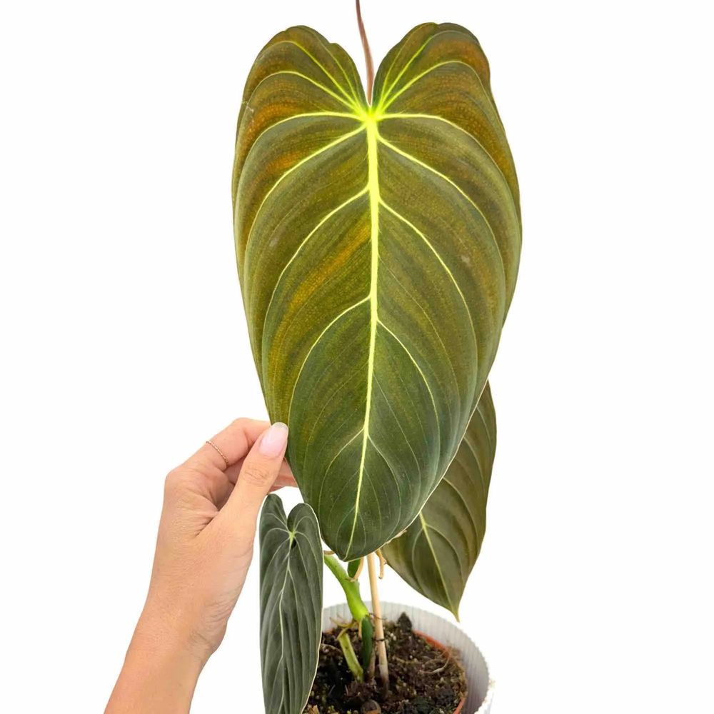 Philodendron melanochrysum - pot de 12cm - plantes d'intérieur