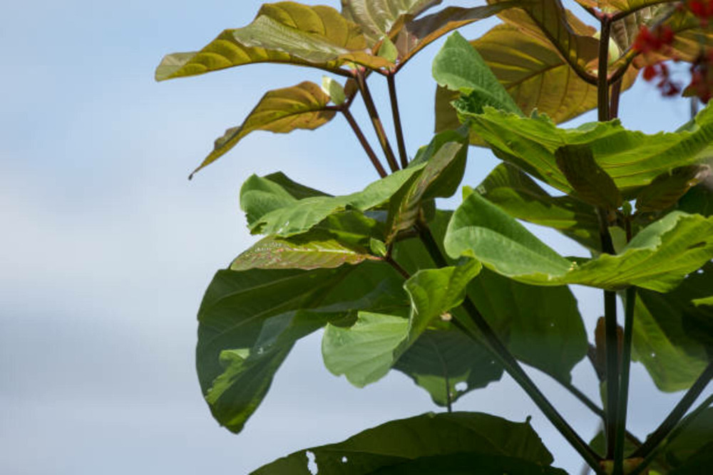 Catalpa bignonioides purpurea c15l baliveau 150/250 cm (hors pot)