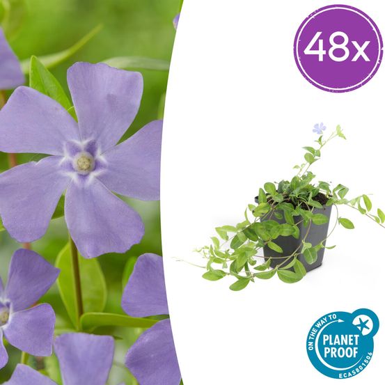 Lot de 48 - vinca minor 'la grave' - h10-25 cm