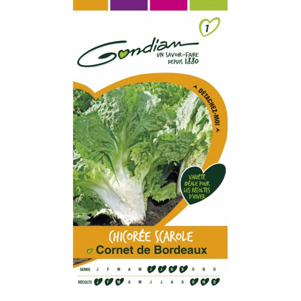 Chicorée scarole cornet de bordeaux