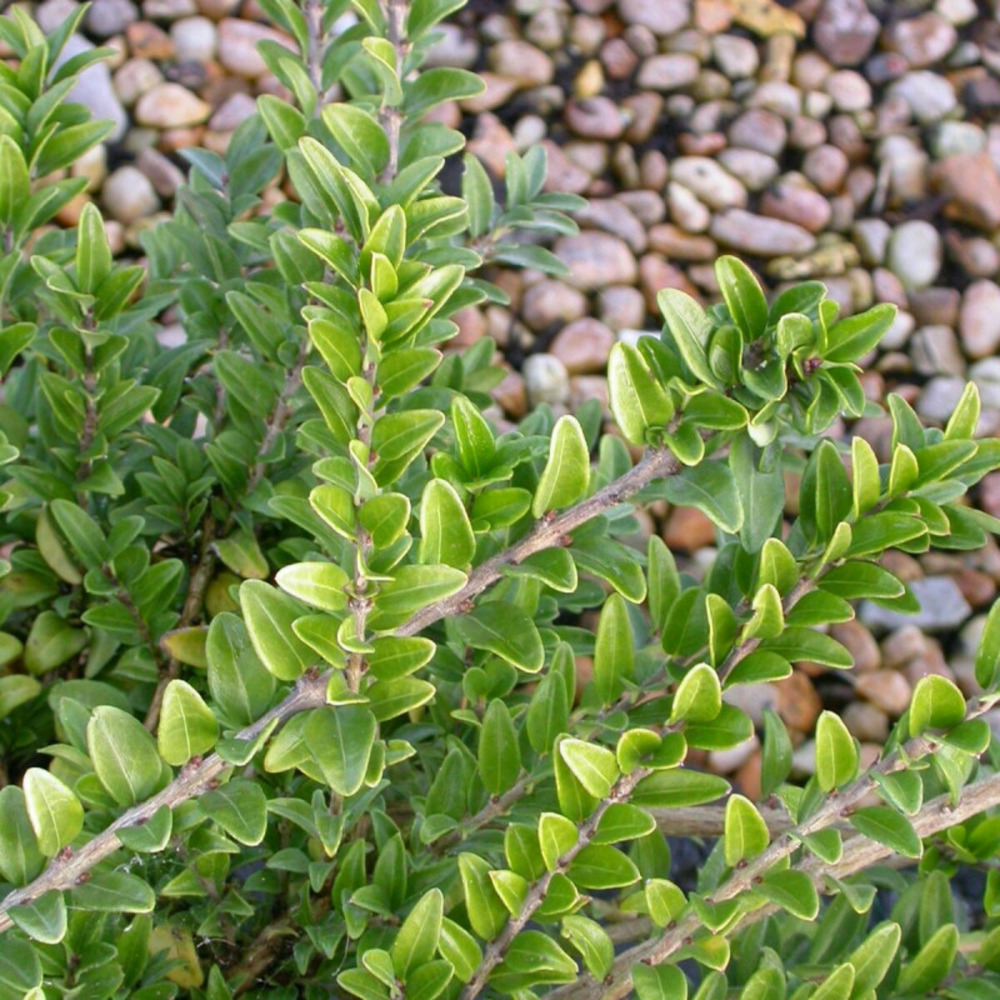 Chèvrefeuille arbustif maigrun, lonicera à feuilles de buis pot de 3l - 20/40 cm