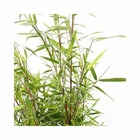 Bambou non-traçant fargesia scabrida 'asian wonder': pot de 3 litres