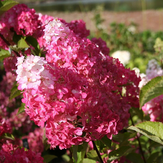 Hortensia paniculata fraise melba® 'renba', hydrangea paniculata pot de 4l - 40/60 cm