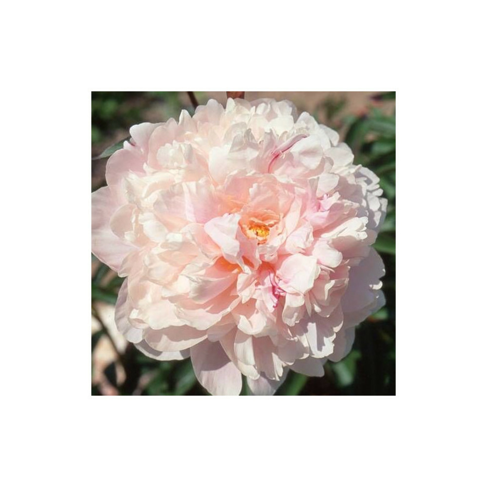 Pivoine herbacée reine hortense pot de 2l - 10/20 cm