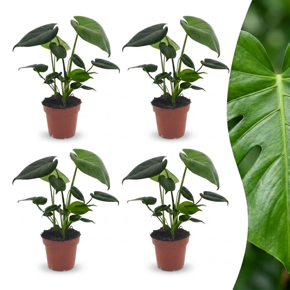 Monstera deliciosa - pot de 12cm - plantes d'intérieur