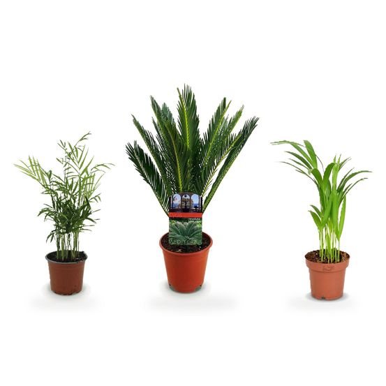 Trio palmiers d'intérieur — areca dypsis lutescens, chamaedorea elegans & cycas revoluta