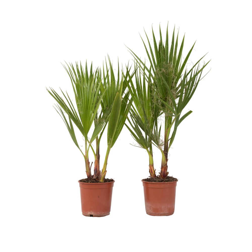 Palmier de washington - set de 2 - washingtonia robusta - h50-60cm - ⌀15cm
