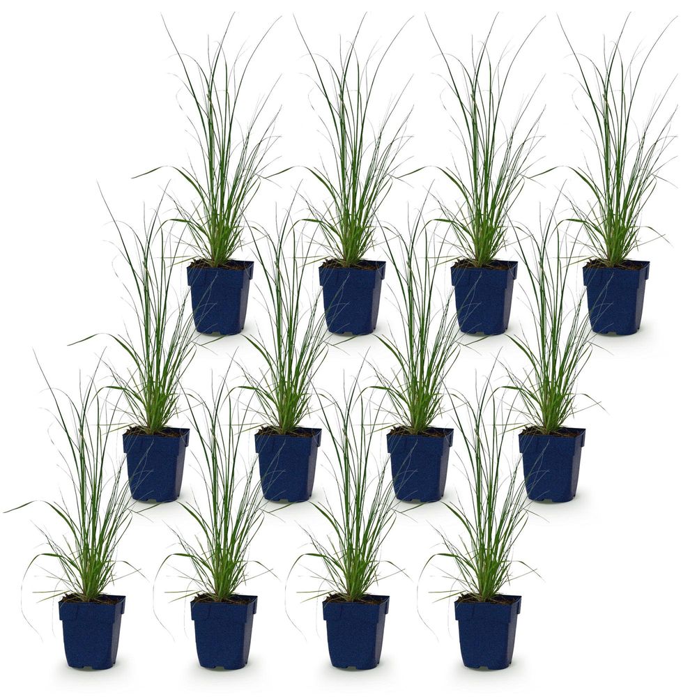 Cortaderia 'pumila' - lot de 12 - pot 11 cm - hauteur 25 cm - plante d'extérieur