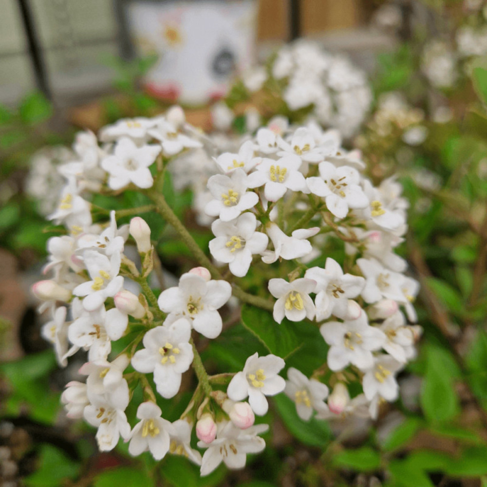 Viorne de burkwood, viburnum pot de 3l - 40/60 cm